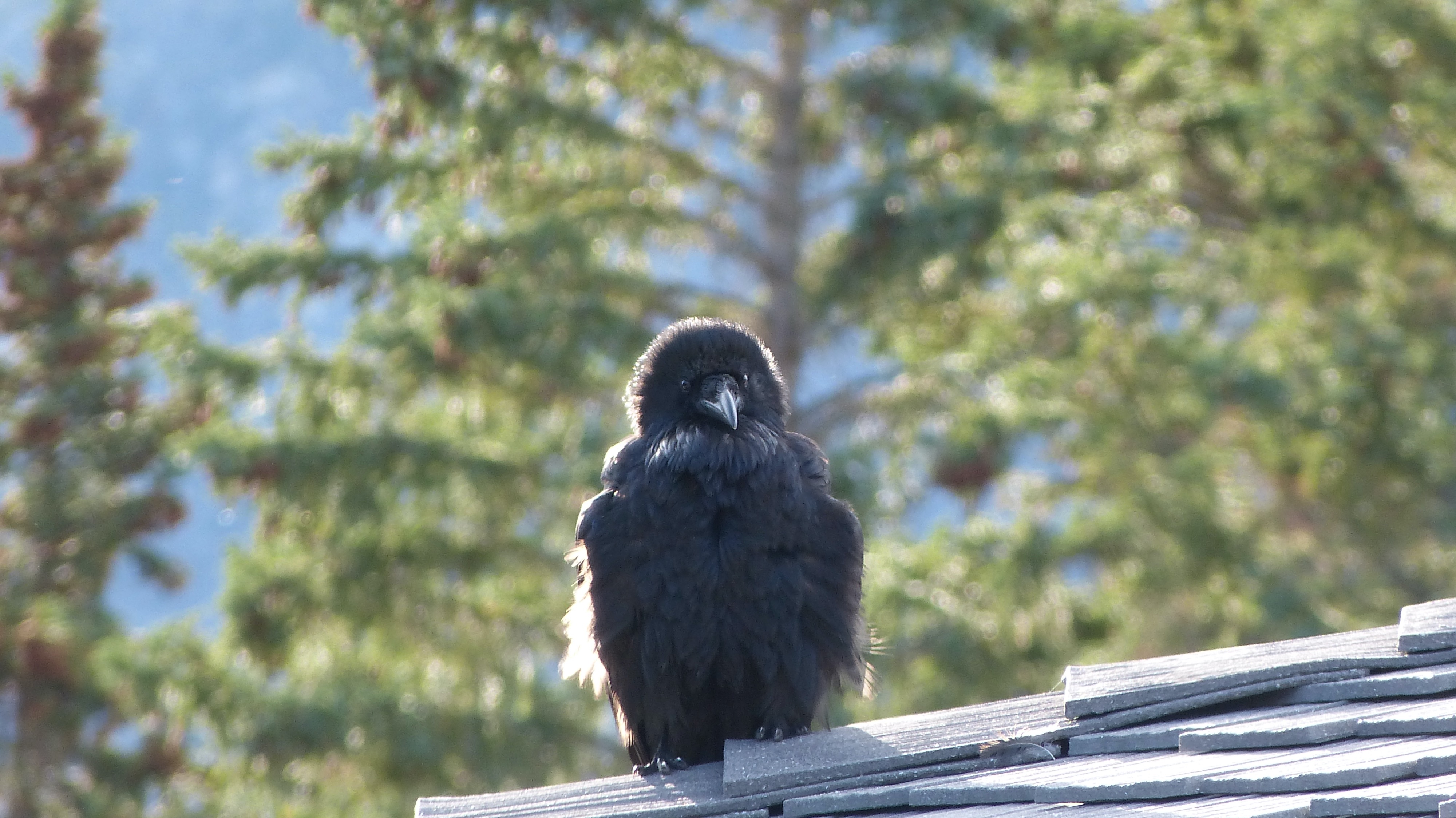 Young raven