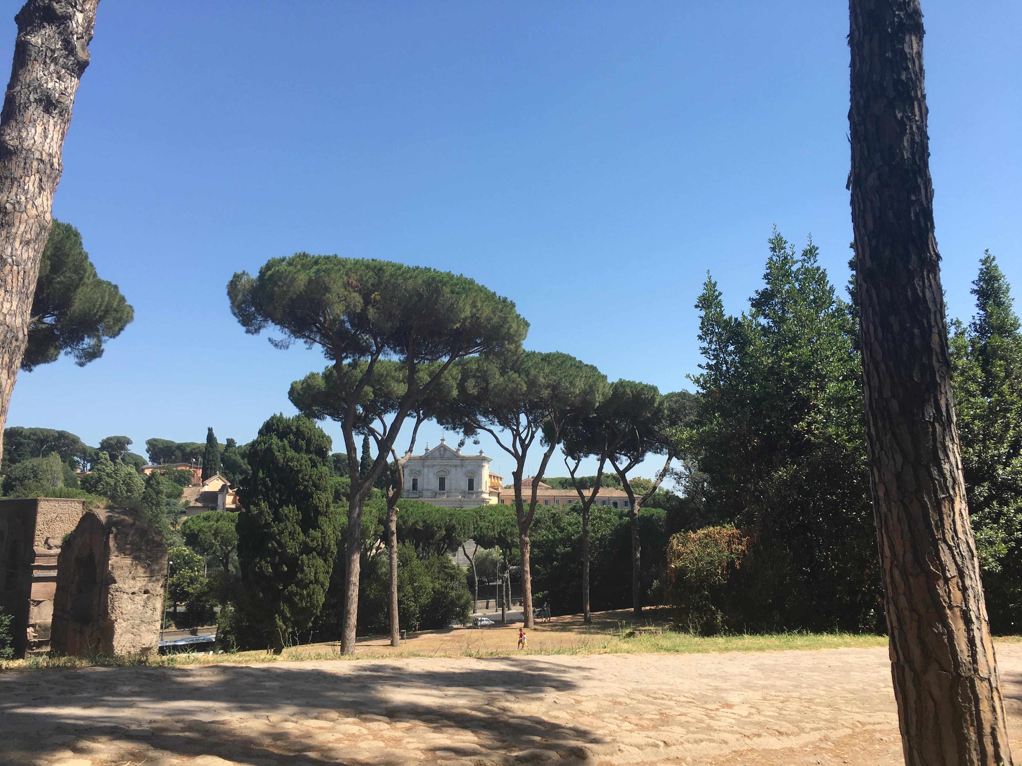 I pini di Roma – Umbrella Pine trees (Pinus pinea)