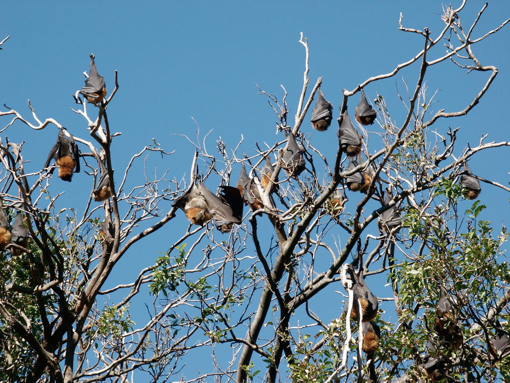 Fruit bats roosting
