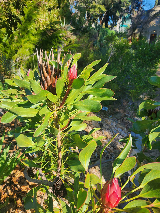 The Stellenbosch University Botanical Garden